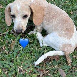 Dachshund Puppies from Lady J’s Dachshunds