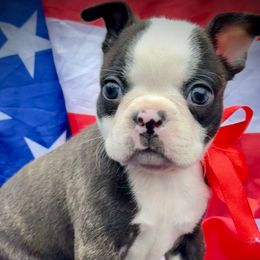 Lamb - Black brindle and white male Boston Terrier puppy in Rockville, Indiana from Blaze Of Glory Bostons & Frenchies