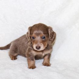 Serena - Fawn (isabella) and cream female Dachshund puppy in Coldwater, Mississippi from Mississippi Shorties Miniature Dachshunds