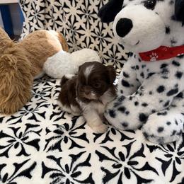 Choco white girl 2 - Liver and white female Shih Tzu puppy in Fort Myers, Florida from Donna's Puppies