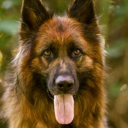 Maddie - German Shepherd