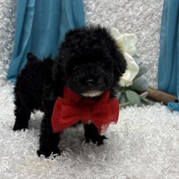 Samwell - Black male Poodle puppy in West Plains, Missouri from Puppies-4U