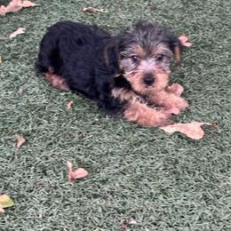 Cooper - Black and tan male Yorkshire Terrier puppy in Kingston, Oklahoma from Lake Life