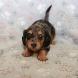 Roxy - Dapple female Dachshund puppy in Indiantown, Florida from Turquoise River Minature Dachshunds