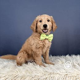 Heath - Apricot male Goldendoodle puppy in Utah County, Utah from Big Hearted Breeders