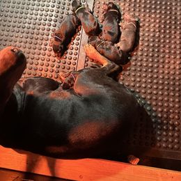 Doberman Pinscher Puppies from Kiziah Dobermans