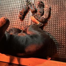 Doberman Pinscher Puppies from Kiziah Dobermans