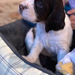 English Springer Spaniel Puppies from Sara's English Springer Spaniels