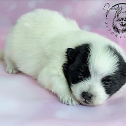 Oreo - Black parti male Pomeranian puppy in Fultonville, New York from Sandy Aussies & Pomeranians