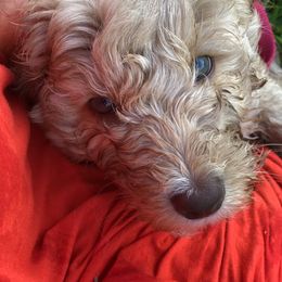 Australian Labradoodle Puppies from Magnolia Breeze Labradoodles