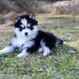 Kissy - Black and white female Pomsky puppy in Denham Springs, Louisiana from Bayouland Pomskies