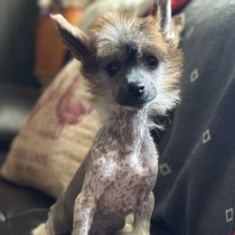 Hewy - Black and white male Chinese Crested puppy in New Haven, West Virginia from EverCrest