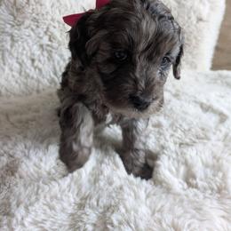 Cadbury - Merle female Cavapoo puppy in Albertville, Minnesota from North Star Cavapoos