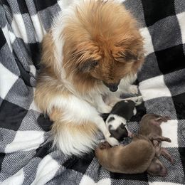 Pomeranian Puppies from Puppy Zen Den