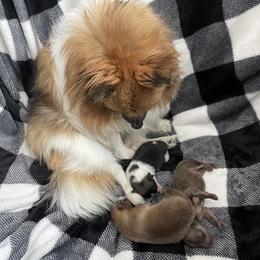 Pomeranian Puppies from Puppy Zen Den