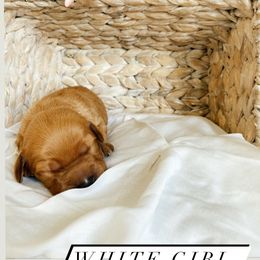 Aussiedoodle and Goldendoodle Puppies from Utah Faith Doodles