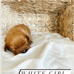 Aussiedoodle and Goldendoodle Puppies from Utah Faith Doodles