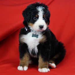 Bernese Mountain Dog Puppies from Lonesome Pine Farm
