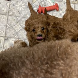 Goldendoodle Puppies from Coal Country Doodles