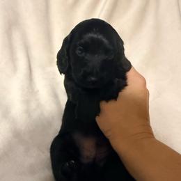 Rigatoni - Black male Dachshund puppy in Kentucky from Wonderful Weiners