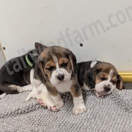 Yellow - Black tan and white female Beagle puppy in Vallejo, California from Tailwindfarm