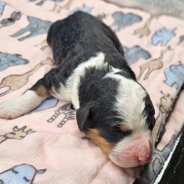 KitKat - Tri-color female Bernedoodle puppy in Lancaster, Pennsylvania from NLB Mini Bernedoodles