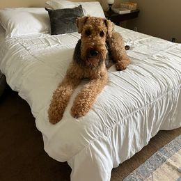 Charlotte - Airedale Terrier