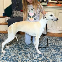 Cider - Whippet