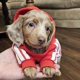 Dachshund Puppies from Duran Dachshunds