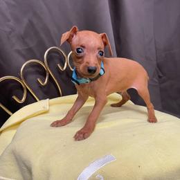 Michael - Stag red male Miniature Pinscher puppy in Lancaster, Missouri from White Stone Ranch