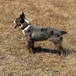 Australian Cattle Dog, Australian Shepherd, Companion Cross, and Miniature Australian Shepherd Puppies from MK Aussies