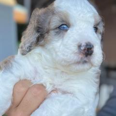 Twinkle - male Australian Mountain Doodle puppy in Miami, Florida from Jade’s Paws & Co. Of Miami LLC