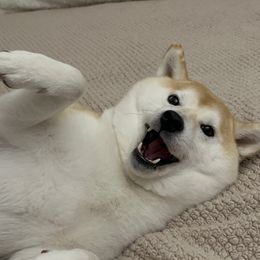 Shiba Inu Puppies from Hillsdale Shiba Inu