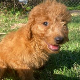 Lorenzo - Red  male Goldendoodle puppy in Bentonville, Arkansas from Bentonville Doodles