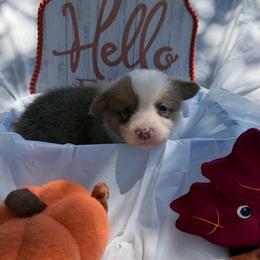 Green - Sable male Pembroke Welsh Corgi puppy in Dobson, North Carolina from Clover S Farm
