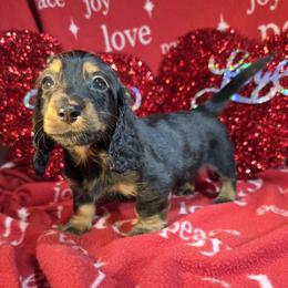 Just Chillin Out   Boy #6 - Black and tan male Dachshund puppy in Polo, Missouri from Cool Runnin Dachshunds
