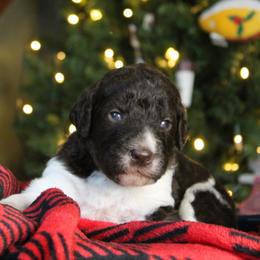 Macaroni - Parti male Labradoodle puppy in Lanexa, Virginia from Lees Reach Farm