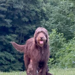 Holly - Labradoodle