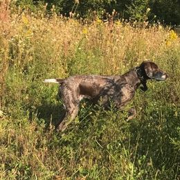 German Shorthaired Pointers from Timber Hill