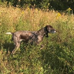 German Shorthaired Pointers from Timber Hill