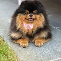 Moca - Pomeranian