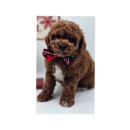 Poodle puppies from Meadowbrook Poodles