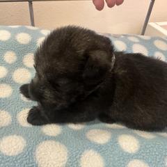 Standard Schnauzer Puppies from Erregen kennels