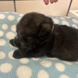 Standard Schnauzer Puppies from Erregen kennels
