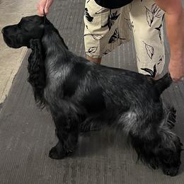 English Cocker Spaniel All Grown Up from Woodwyn Farm