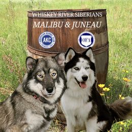 Siberian Husky puppies from Whiskey River Siberians