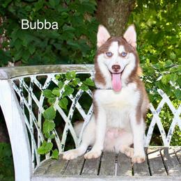Bubba - Chocolate male Pomsky puppy in Murfreesboro, Tennessee from Middle Tennessee Pomskies
