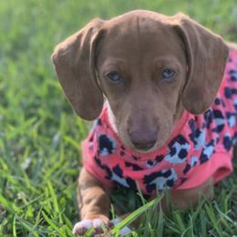 Dachshunds from Caroline’s Dachshunds