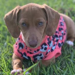 Dachshunds from Caroline’s Dachshunds