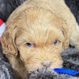 Saffron - CF0557 - Caramel red female Australian Labradoodle puppy in Easley, South Carolina from Royal Diamond Labradoodles
